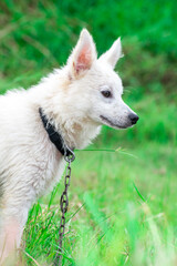 Fototapeta na wymiar White spitz dog for walk, cute puppy on nature green background.