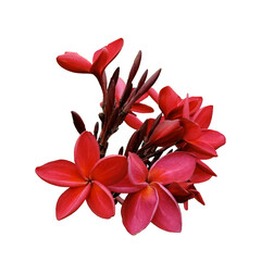 Plumeria, also known as frangipani, is a genus of flowering plants in the subfamily Rauvolfioideae, of the family Apocynaceae. Inflorescence of beautiful red flowers, isolated.