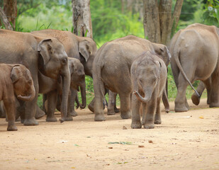 Baby elephant