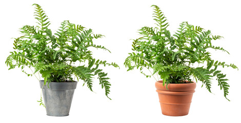 fresh green fern plant (polypodium vulgare) in a zinc and a classic terracotta pot isolated over transparency, cut-out greenery, garden / gardening or interior design element, PNG digital prop - obrazy, fototapety, plakaty