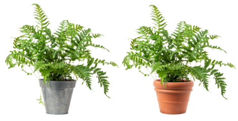 fresh green fern plant (polypodium vulgare) in a zinc and a classic terracotta pot isolated over transparency, cut-out greenery, garden / gardening or interior design element, PNG digital prop