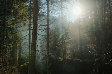 Fototapeta premium morning in the foggy forest