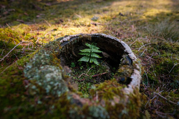 Tiny plant on an old tree