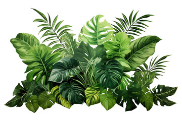 Fototapeta na wymiar tropical leaves and Fern plant hedge isolated on a transparent background. Lush green leaves bush. 