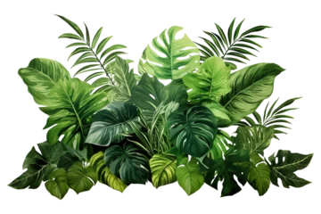 Abwaschbare Fototapete tropical leaves and Fern plant hedge isolated on a transparent background. Lush green leaves bush.  © losmostachos