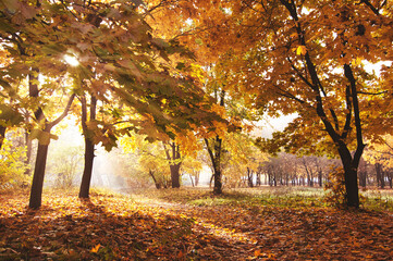 Naklejka premium amazing colorful autumn forest