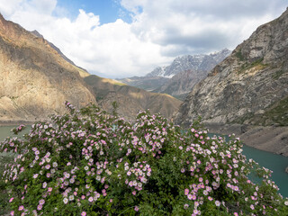 Fototapeta na wymiar Shrub plant against the backdrop of mountains