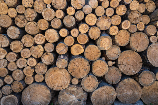 Lots of wooden logs with concentric growth rings, nature texture background for timber industry. Dry wood material