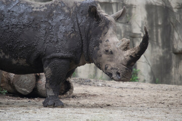 Fototapeta premium Rhino