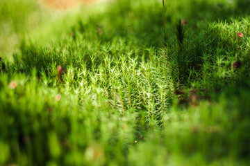 Macro photo of growing plants in the middle of a beautiful forest. Focused on detail 