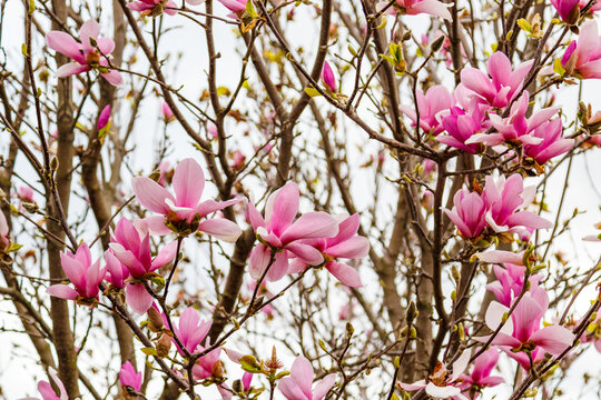 pink magnolia flowers