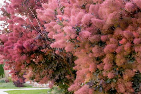 Pubescent branches of a beautiful red Scumpia tree of the sumac family, selective focus. Deciduous tree and shrub Cotinus, Pink flowers of scumpia