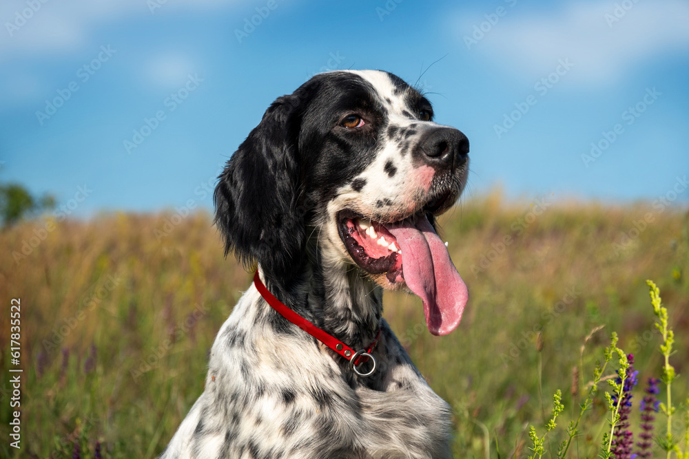 Wall mural portrait of a young beautiful dog breed english setter on the background of a flowering meadow and a