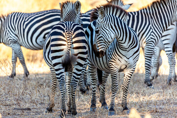 Fototapeta na wymiar Wild zebras in africa