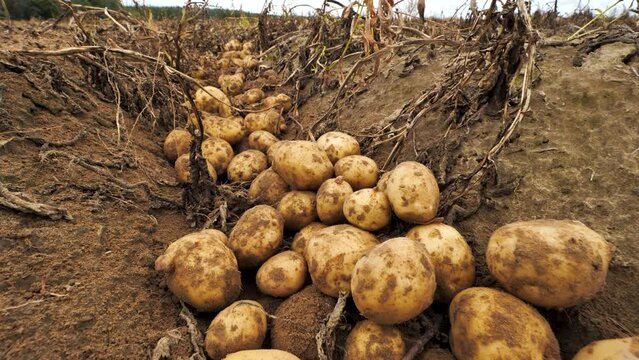 freshly dug potatoes on the ground between the rows. potato harvesting, close-up