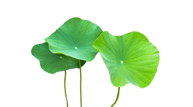 Isolated with clipping paths waterlily leaves on white background