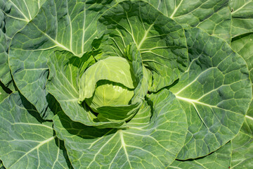 Fototapeta premium White cabbage plant close-up. Top view.