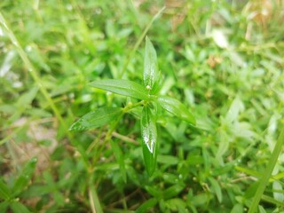 grass with dew drops