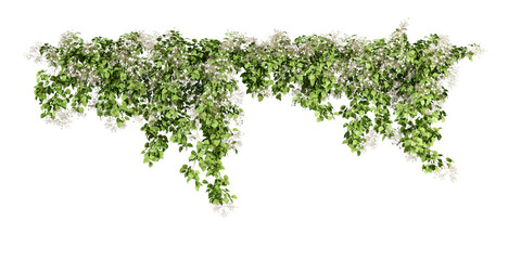 Vines isolated on white