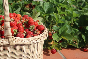 Basket full of strawberries