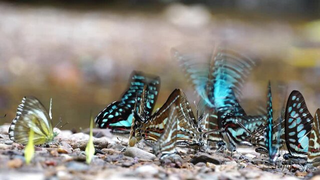 Group of colorful butterfly on the ground and flying in nature forest.