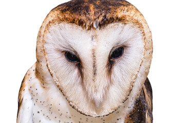 owl, high resolution owl face photo. Barn Owl, Catholic Owl, and Deathshroud, this species belongs to the Tytonidae family.