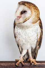 owl, high resolution owl photo isolated white background. Barn Owl, Catholic Owl, and Deathshroud, this species belongs to the Tytonidae family.