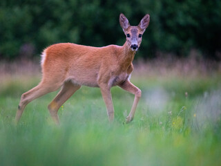 roe deer in the forest