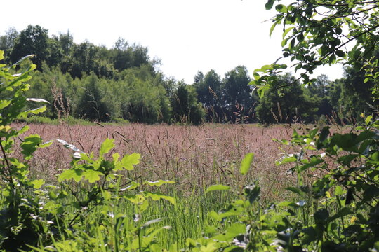 View on a summer meadow with flowering grass surrounded by green trees