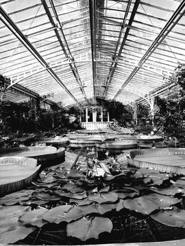 Black and White photography. Interior of a greenhouse with exotic aquatic plants such as the Victoria amazonica water lily.
