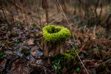 moss on a dead tree