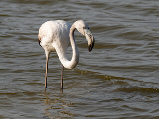 Flamenco joven de color blanco y pico enorme en el agua