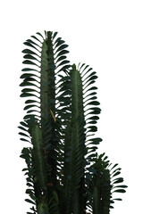 close up of Euphorbia trigona plant, the African milk tree, cathedral cactus, or Abyssinian euphorbia isolated transparent background png