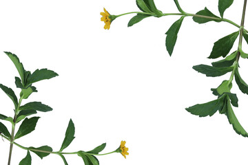 green plant frame isolated transparent background png