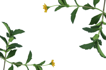 green plant frame isolated transparent background png