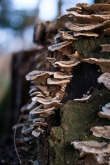 brown mushrooms on dead tree