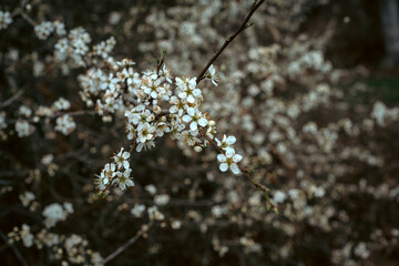 white flowers on tree