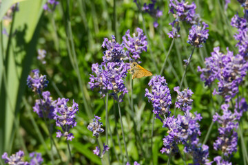 Large Skipper butterfly (Ochlodes sylvanus) perched on lavender plant in Zurich, Switzerland