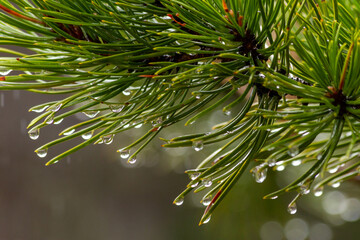 Drops of water on Pine needles