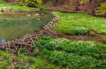 Big beaver dam. Beaver's dam made from lots of sticks and mud. - obrazy, fototapety, plakaty