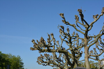 branches of sycamore trees at am Main river in Frankfurt, Germany