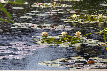Pond at Denver Botanic Garden