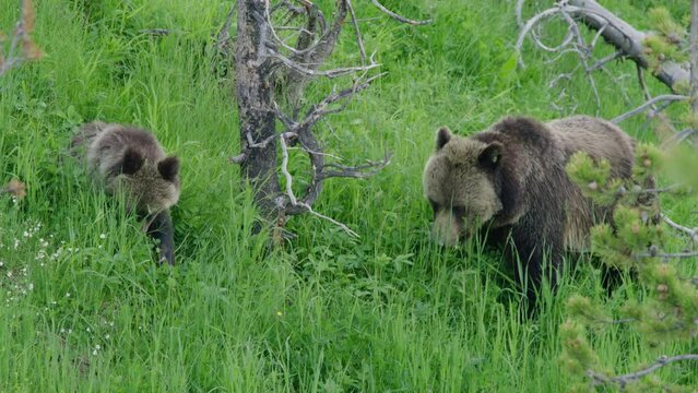 Close-up shot of big grizzly, mama bear with her cub, eating grass, chilling, and enjoying outdoor wildlife in Yellowstone national park, Wyoming United States of America, 4K high quality slow motion