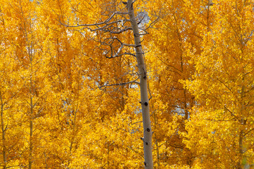 Fall colors in Colorado