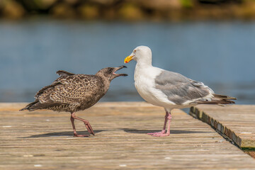 Seagull mother and child