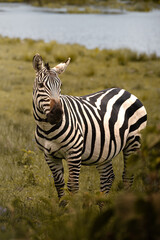 Portrait of a wild zebra in the savannah in the Serengeti National Park, Tanzania, Africa
