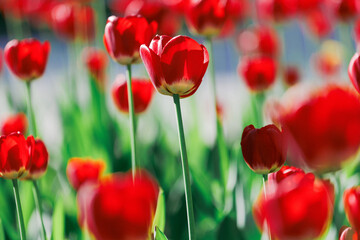 Fototapeta premium Beautiful red tulips flowerbed closeup. Flower background
