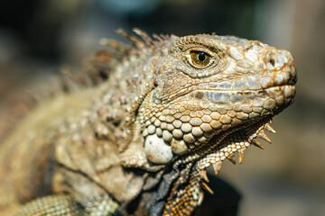 Portrait of an iguana in a zoo on Bali