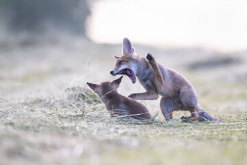 Fox cubs play in the meadow at sunrise.