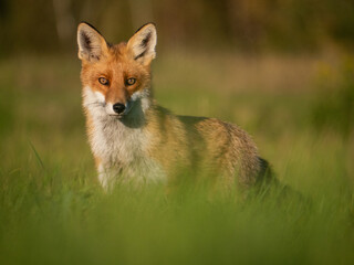 Naklejka na ściany i meble red fox in the grass